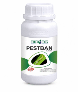 Pestban
